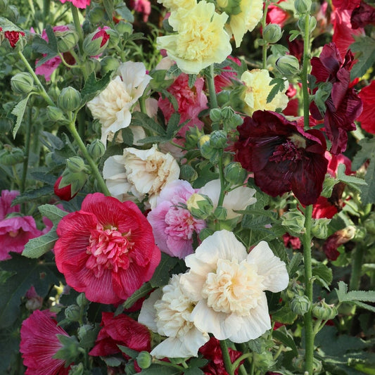 Hollyhock Seeds - Chater's Double Mixed Hollyhock