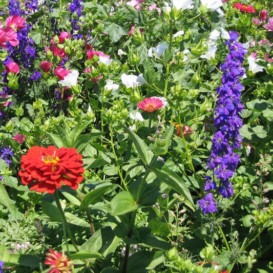 Hummingbird Garden Wildflower Mix (1/4 lb)