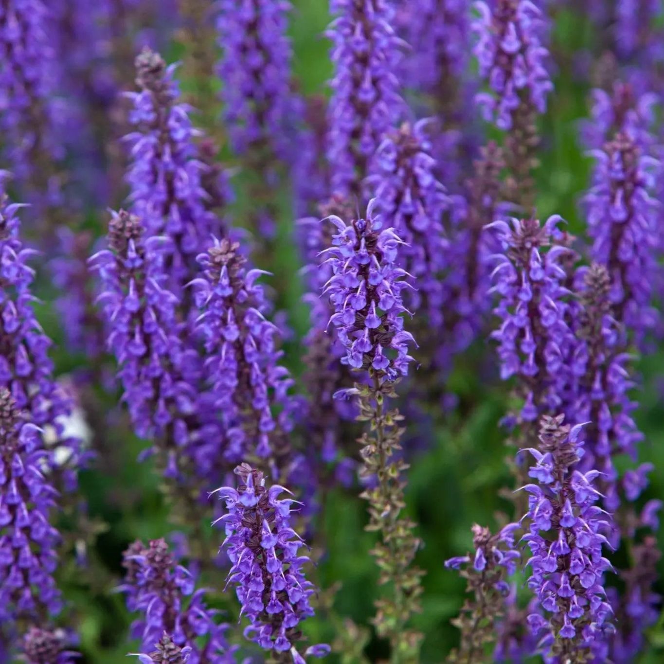 Hyssop Seeds - Blue