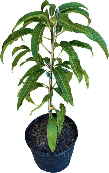 Cabeza, Man's Head, Mango Tree, Grafted