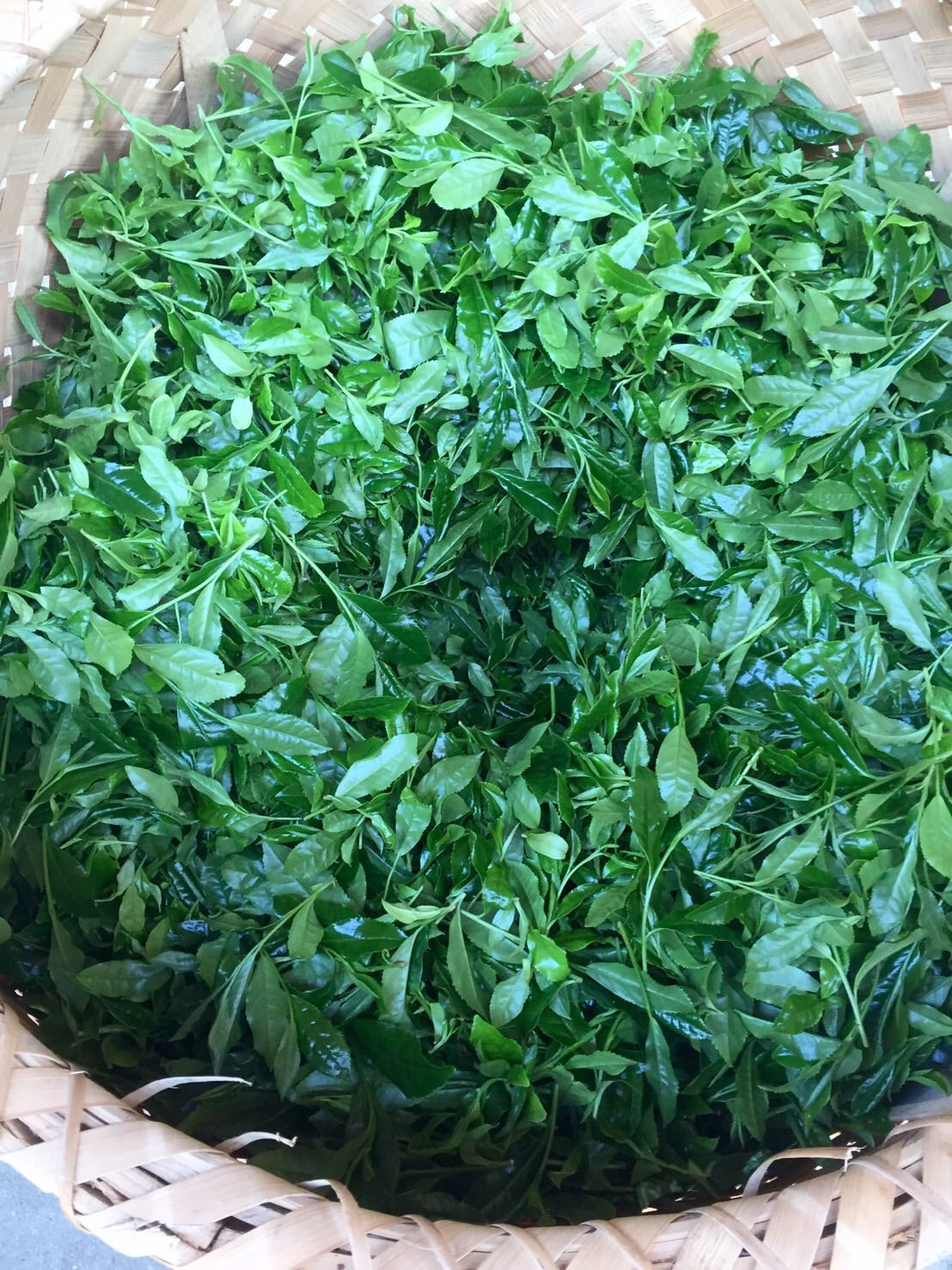 Asahi Matcha