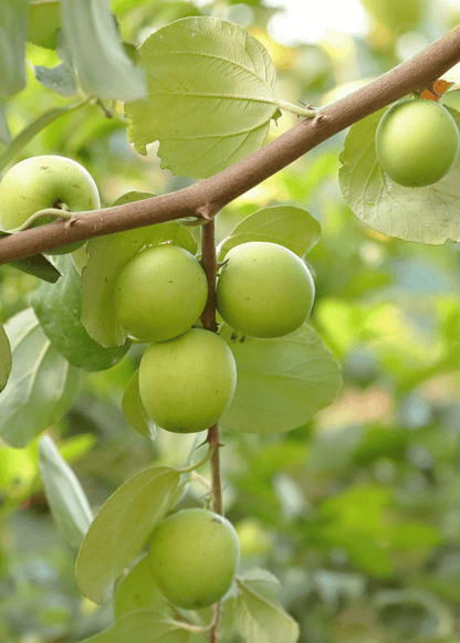 Jujube Tree Grafted