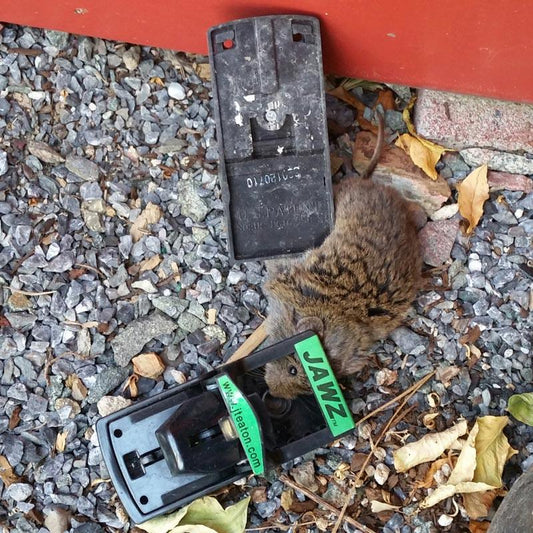 Jawz Rat Trap