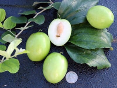 Jujube Tree Grafted