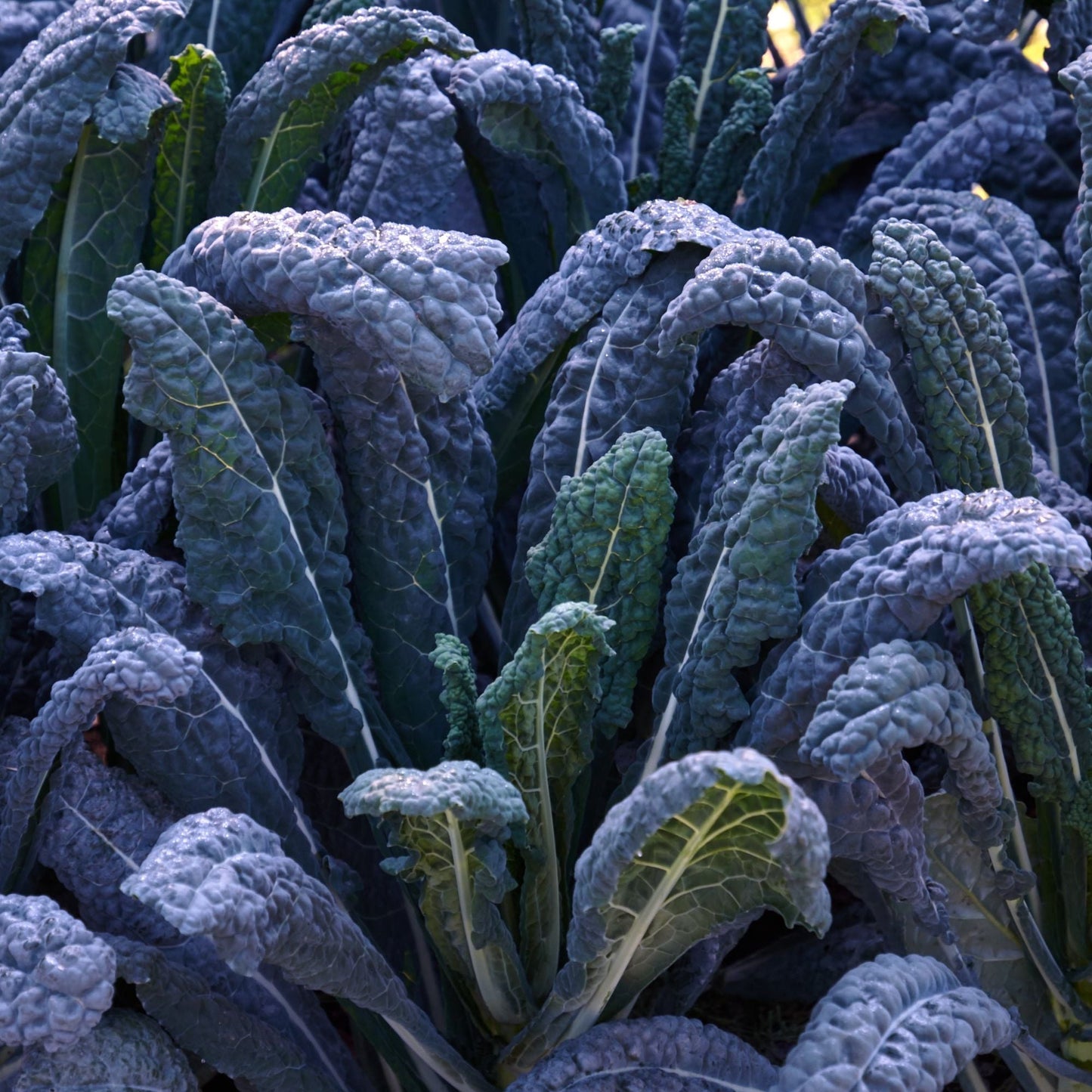 Kale Seeds - Black Magic