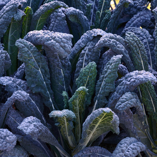 Kale Seeds - Black Magic
