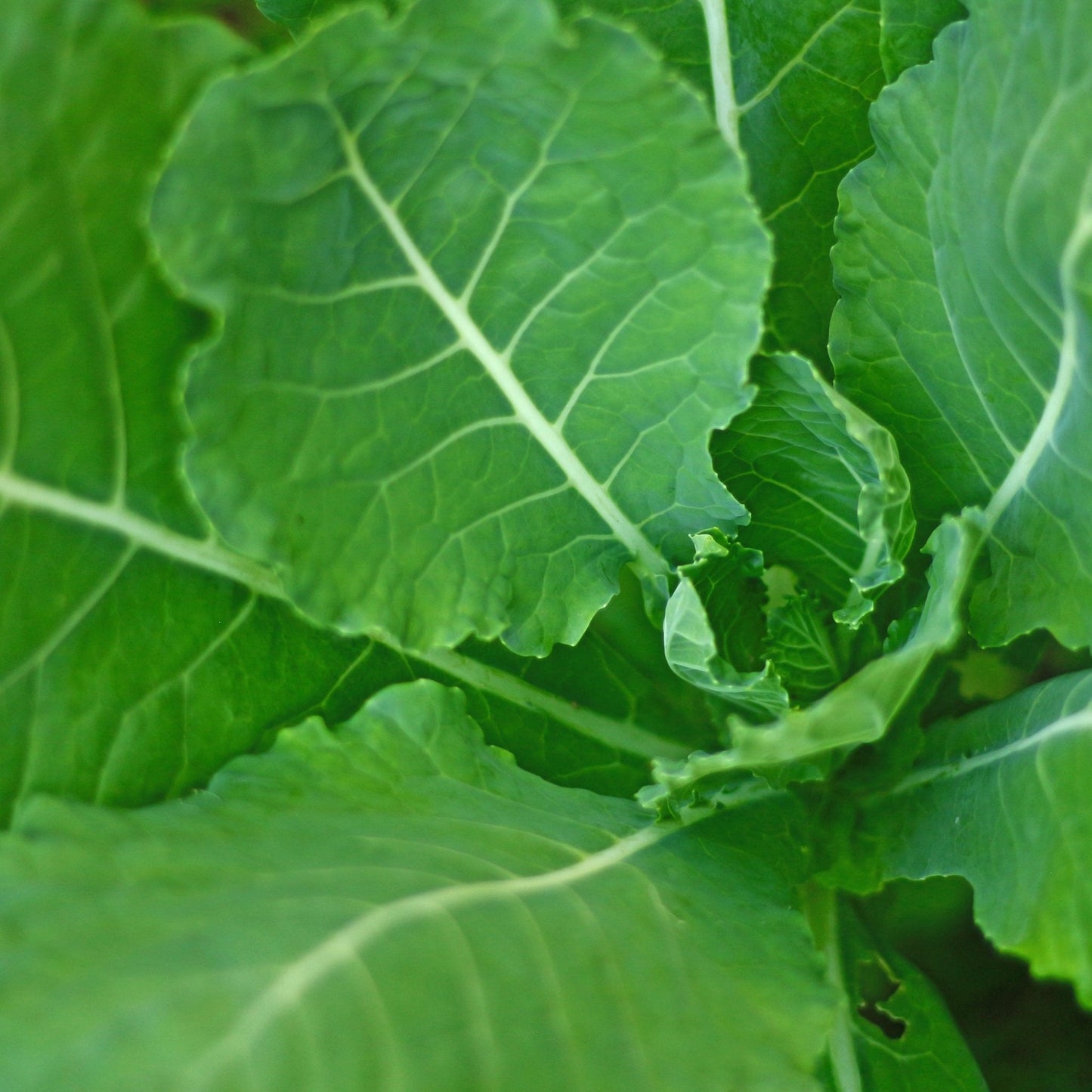 Kale Seeds - Premier