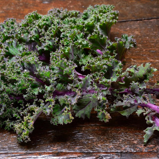 Kale Seeds - Red Russian Kale