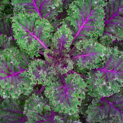 Kale Seeds - Red Russian Kale
