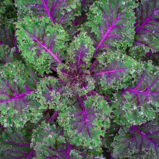 Kale Seeds - Red Russian Kale