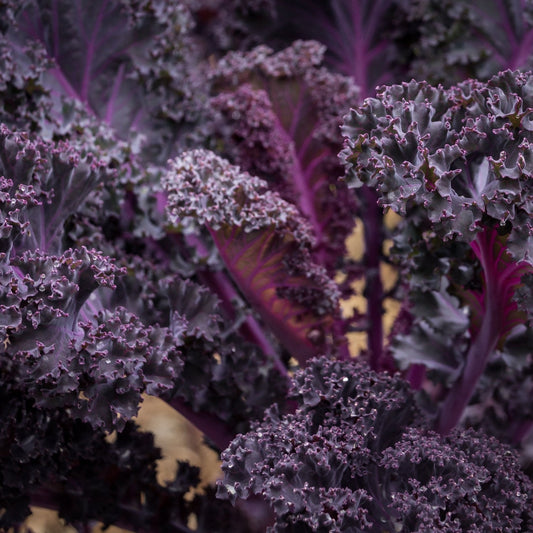 Kale Seeds - Scarlet