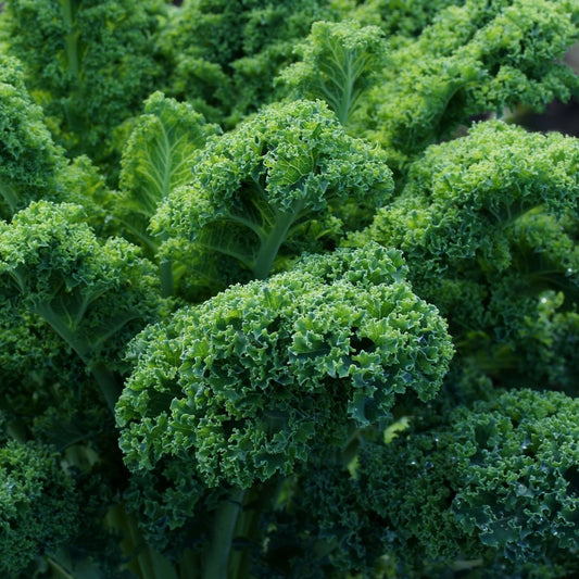 Kale Seeds - Vates Blue Scotch Curled
