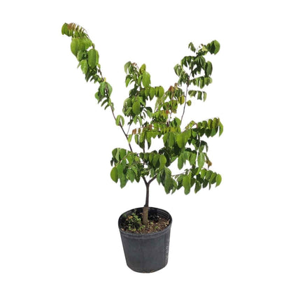 Kary Star Fruit Carambola Fruit Tree, Grafted