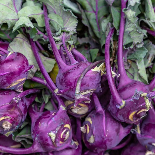 Kohlrabi Seeds - Purple Vienna Kohlrabi