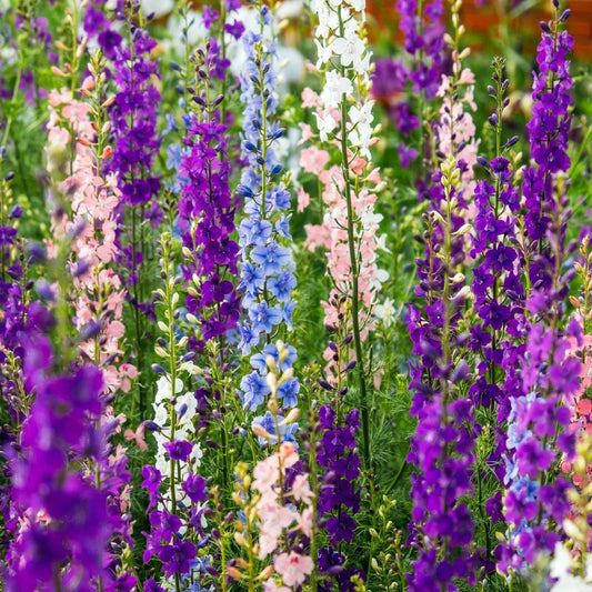 Larkspur Seeds - Giant Imperial Mixed Color Larkspur