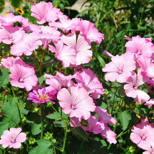 Lavatera Seeds - Rose Mallow
