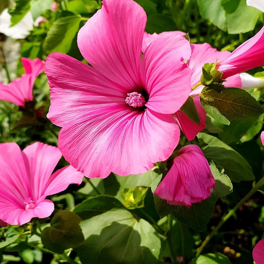 Lavatera Seeds - Rose Mallow