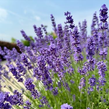 Lavender Seeds - English Lavender (Vera)