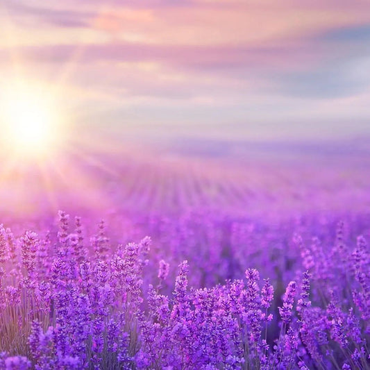 Lavender Seeds - English Lavender (Vera)