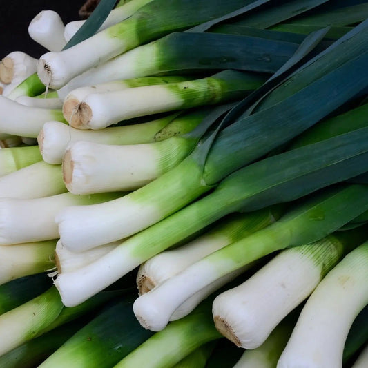 Leek Seeds - American Flag Leek