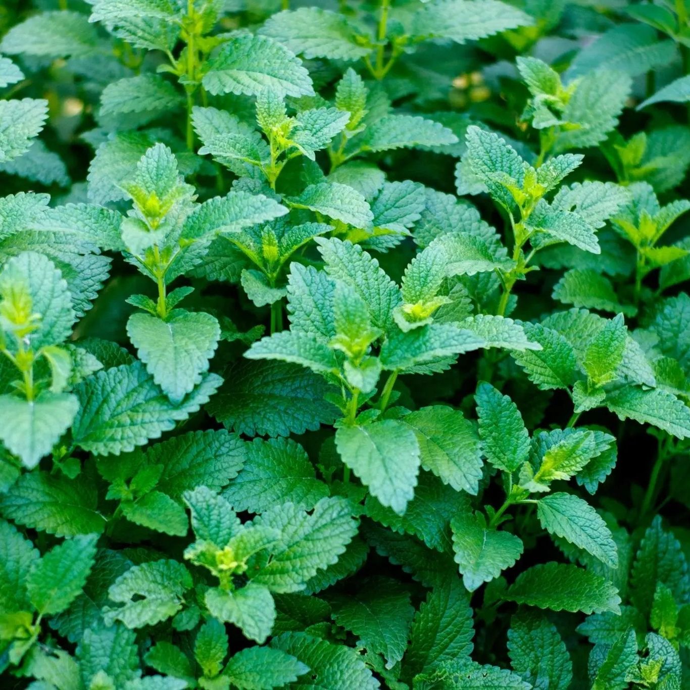 Lemon Balm Seeds