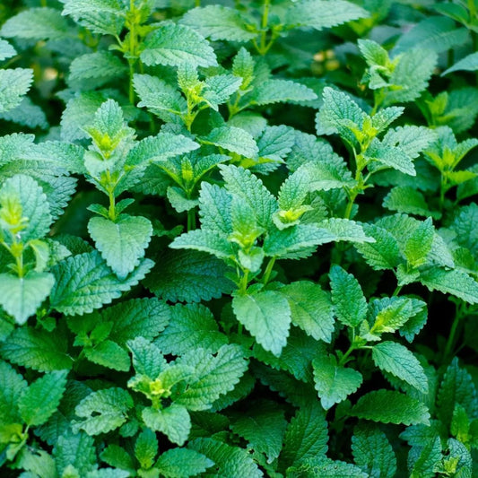 Lemon Balm Seeds