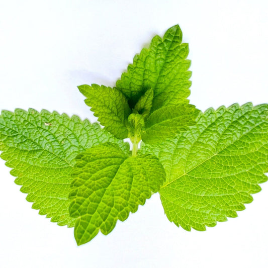Lemon Balm Seeds