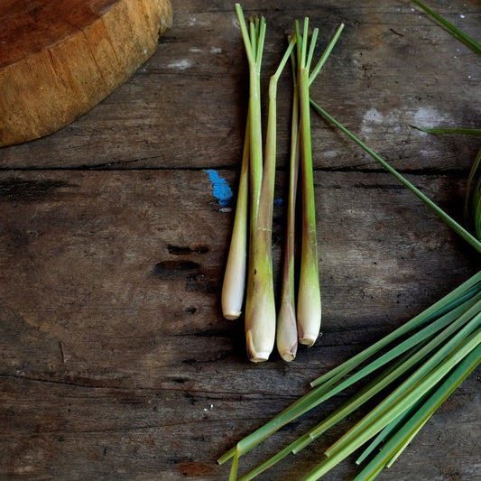 Lemon Grass Seeds - West Indian Lemon Grass