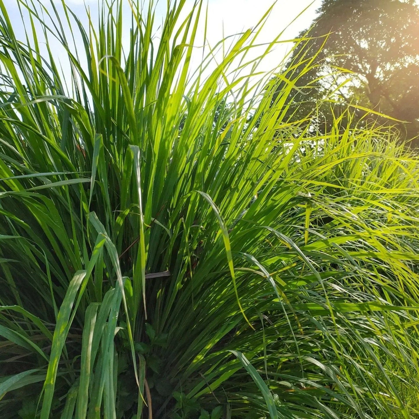 Lemon Grass Seeds - West Indian Lemon Grass
