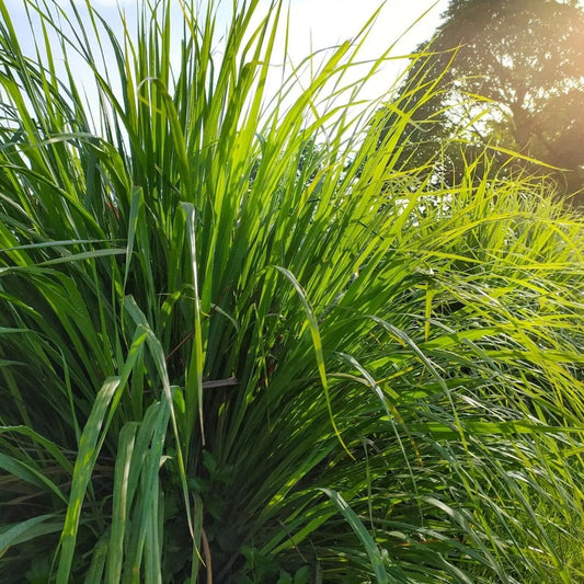 Lemon Grass Seeds - West Indian Lemon Grass