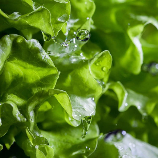 Lettuce Seeds - Black Seeded Simpson Lettuce