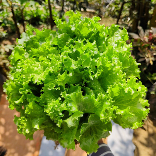 Lettuce Seeds - Black Seeded Simpson Lettuce