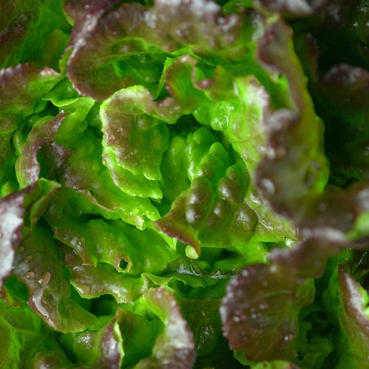 Lettuce Seeds - Bronze Mignonette