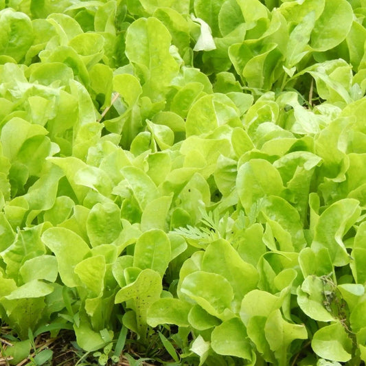 Lettuce Seeds - Butterhead - Buttercrunch Lettuce