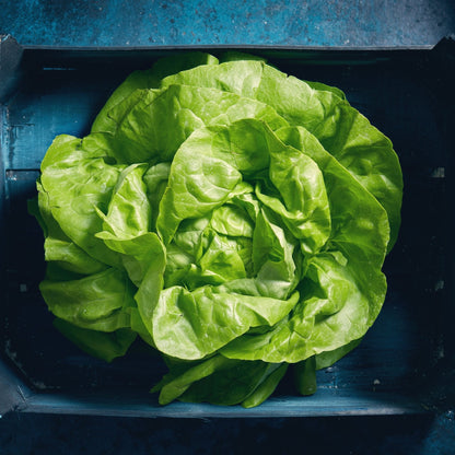 Lettuce Seeds - Butterhead - Buttercrunch Lettuce