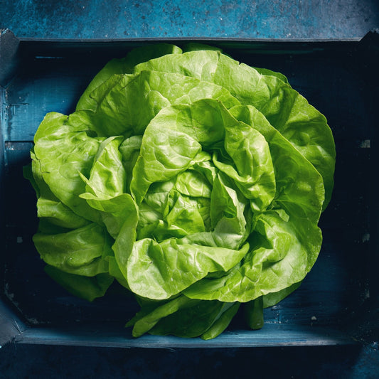Lettuce Seeds - Butterhead - Buttercrunch Lettuce