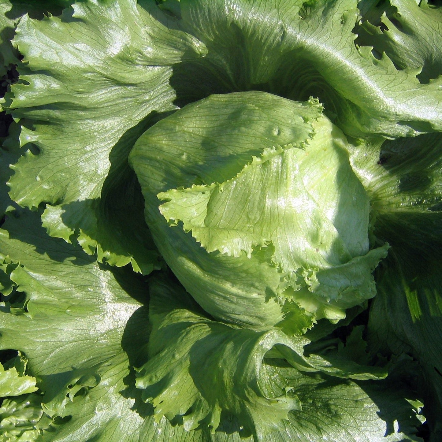 Lettuce Seeds - Crisphead Iceberg