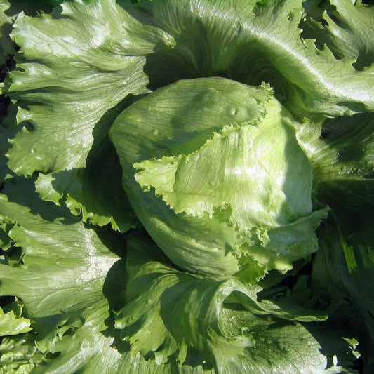 Lettuce Seeds - Crisphead Iceberg