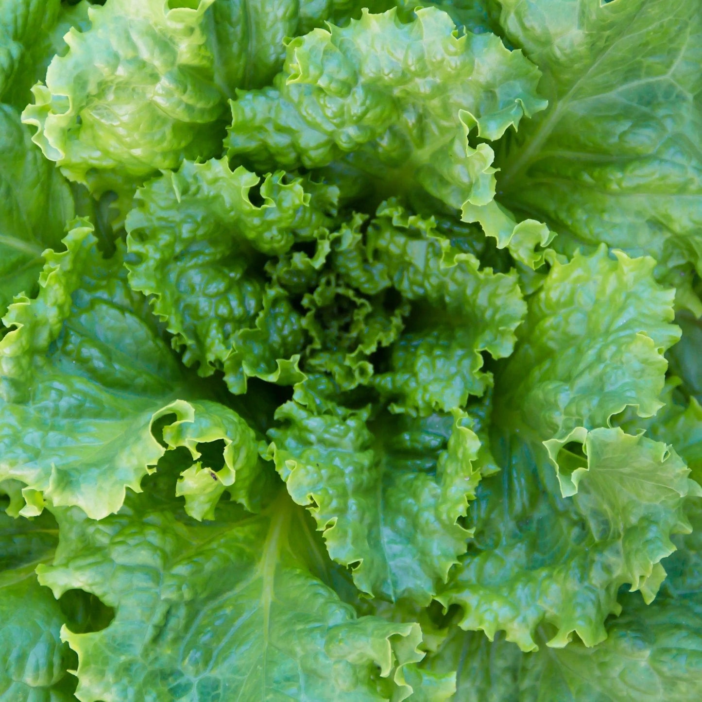 Lettuce Seeds - Grand Rapids Leaf