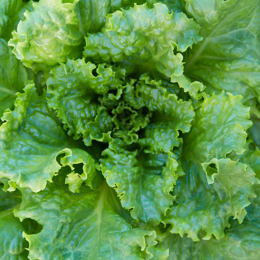 Lettuce Seeds - Grand Rapids Leaf