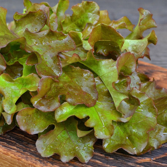 Lettuce Seeds - Leaf - Bronze Guard