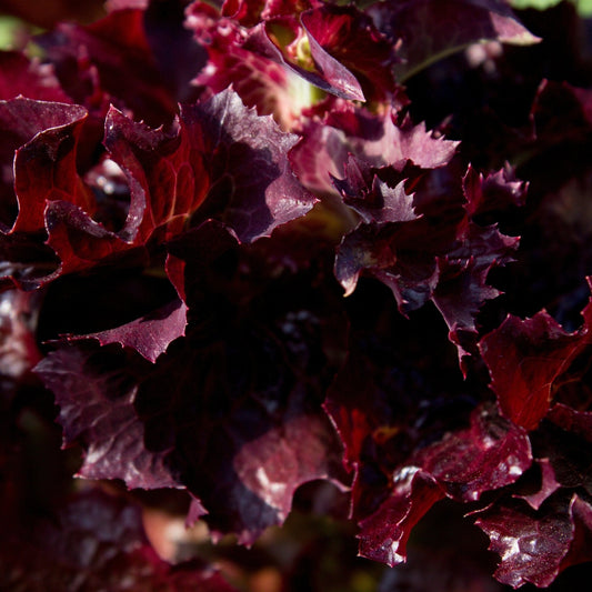 Lettuce Seeds - Leaf - Ruby Red