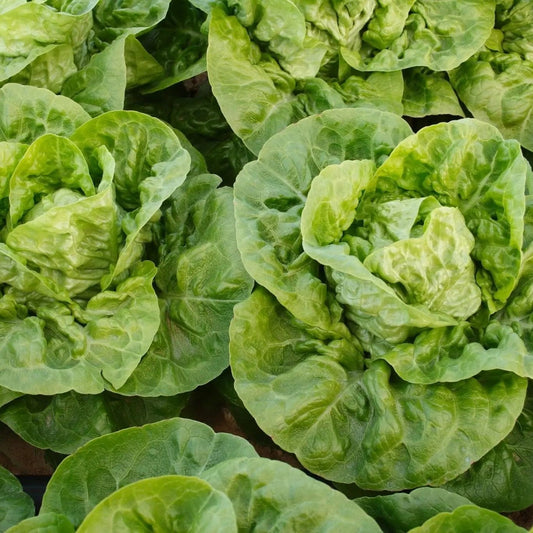 Lettuce Seeds - Romaine - Little Gem