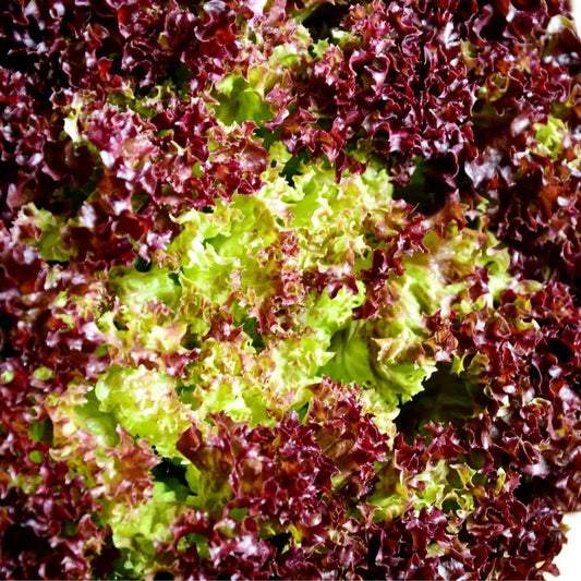 Lettuce Seeds - Lollo Rossa Leaf