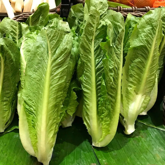 Lettuce Seeds - Parris Island Cos Romaine Lettuce