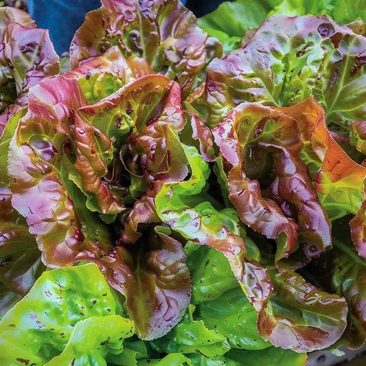 Lettuce Seeds - Prizehead Leaf