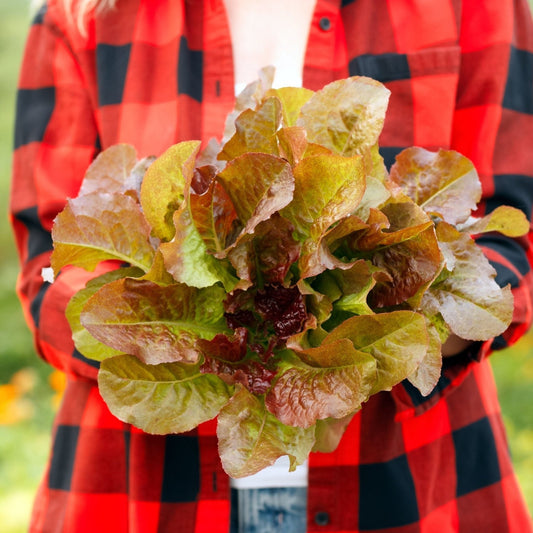 Lettuce Seeds - Prizehead Leaf