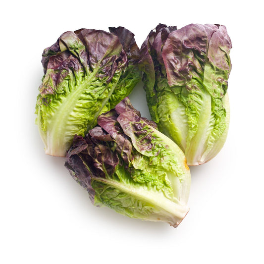 Lettuce Seeds - Romaine - Cimmaron