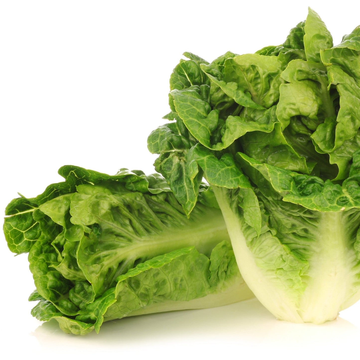 Lettuce Seeds - Romaine - Little Gem
