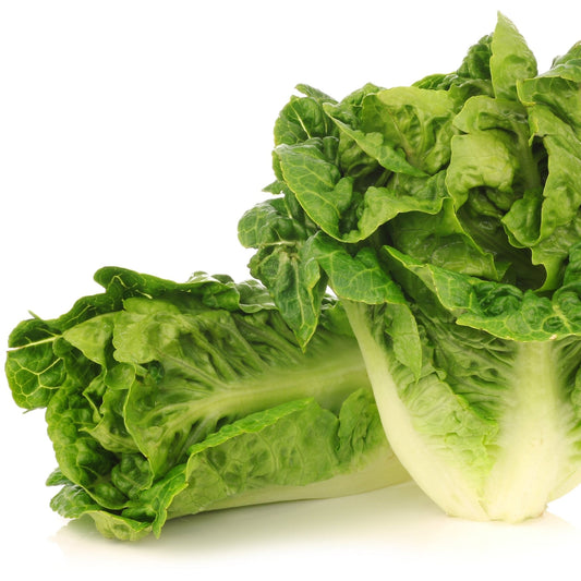 Lettuce Seeds - Romaine - Little Gem